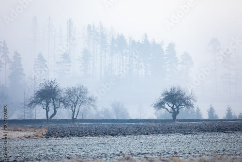 Wallpaper Mural The photo captures a foggy landscape in Highland, Czech Republic, where trees stand against a backdrop of misty forest, and the foreground features plowed fields lightly covered with frost. Torontodigital.ca