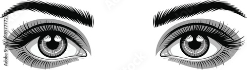 Woman's eyes and thick eyebrows vector illustration, hand drawn realistic female eyes with long lashes and bold brows sketch