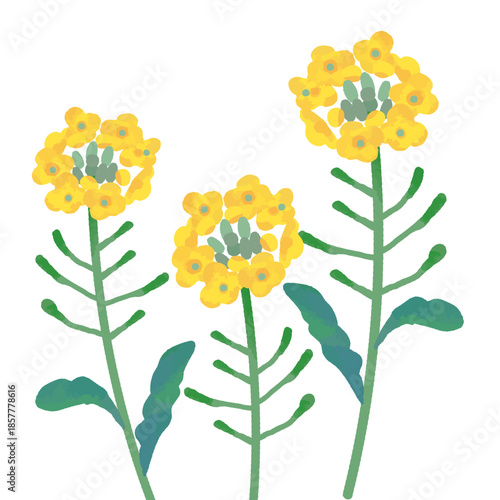 手描きのかわいい菜の花のイラスト