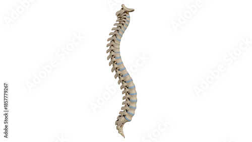 Human Spine Illustration: An anatomical illustration showcases the delicate and complex structure of the human spine.