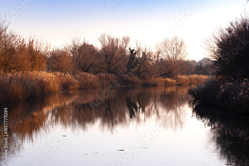 Sunset on the river, brown reeds and trees  on the river bank, reflected in the water.