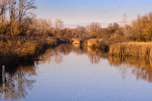 Sunset on the river, brown reeds and trees  on the river bank, reflected in the water.