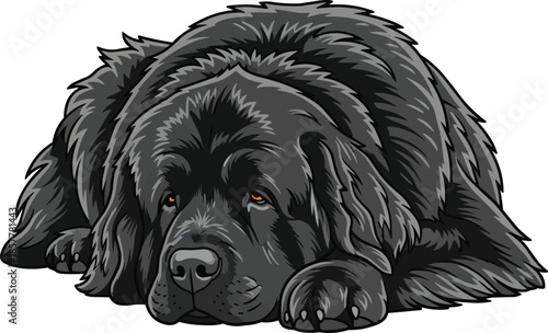 Newfoundland Dog lying down relaxed resting cute pose