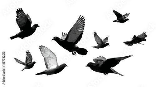 Dynamic flock of flying birds silhouetted against a bright white background. Group of black and white birds in motion.