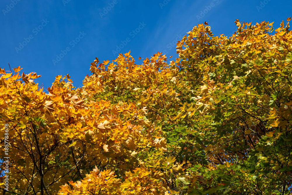 Naklejka premium Autumn Tree Canopy Against Clear Blue Sky