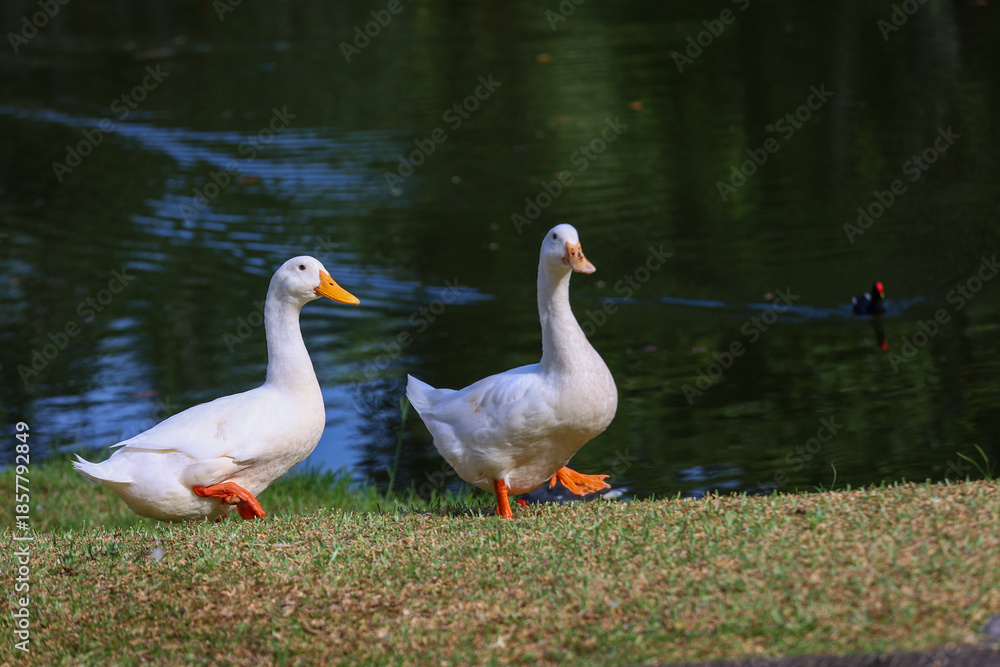 Obraz premium Pair of White Ducks Strolling Along a Grassy Lakeside