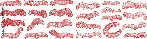 Caterpillar silhouettes collection, worm insect species, crawling larvae, entomology art, vector illustration, nature design, wildlife icon, garden pest, bug pattern, segmented body 