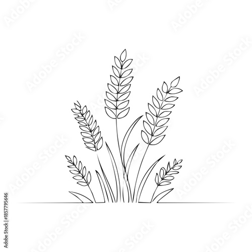 Wheat stalks drawing minimalist outline illustration for agricultural design