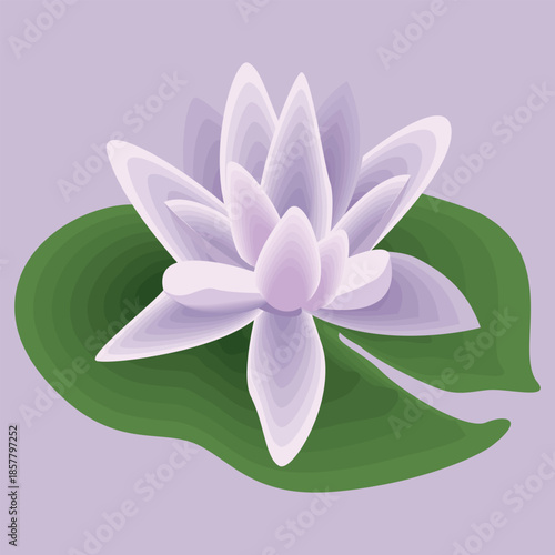 Beautiful pink lotus flower and water lily vector illustration featuring a blooming aquatic plant with green leaves in a summer garden pond