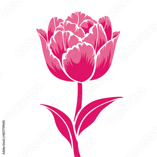 Vibrant Pink Tulip Flower Silhouette On White Background 