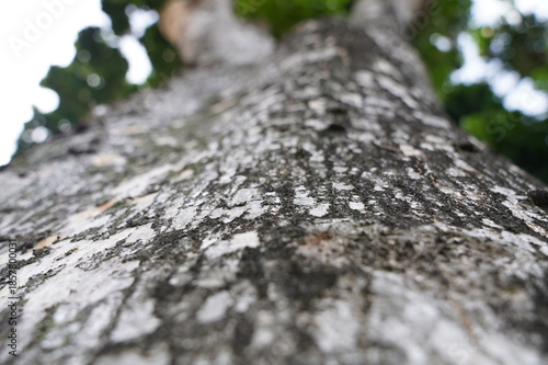 The tree trunk is covered in green moss and is textured