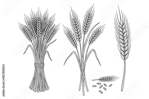 Hand drawn set of wheat ears tied in bundle isolated on transparent background design.