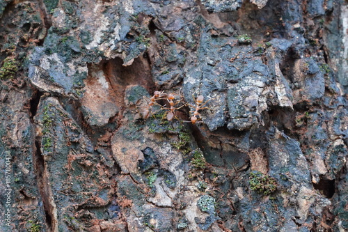 Close-Up of Rough, Dark Brown Tree Bark Texture