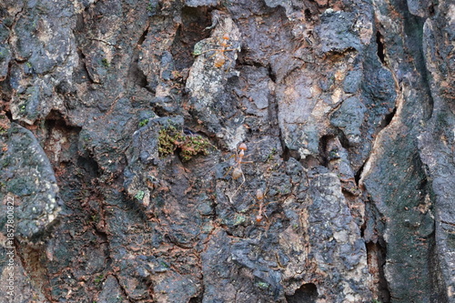 Detailed texture of old tree trunk bark with cracked and weathered surface