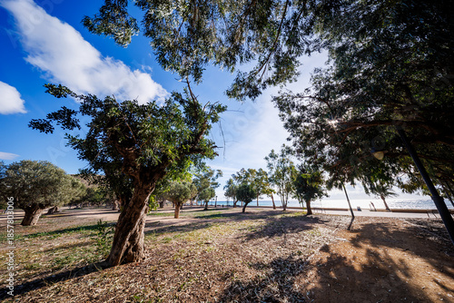 Sun-Drenched Coastal Park Canopy