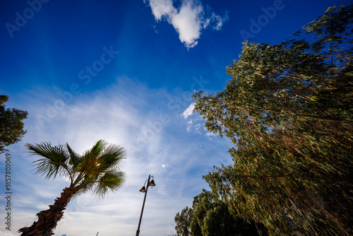 Silhouetted Palm and Eucalyptus Against the Sun