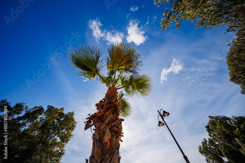 Skyward Gaze Beneath the Palm Fronds