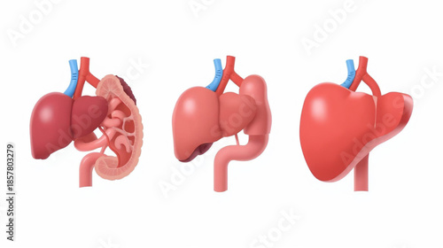 Human internal organs vector 3d