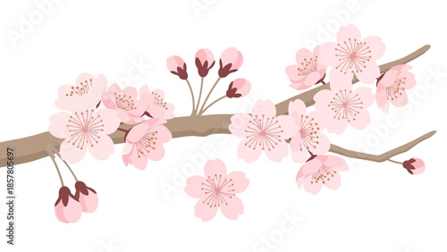 Vector illustration of cherry blossom branch with pink flowers