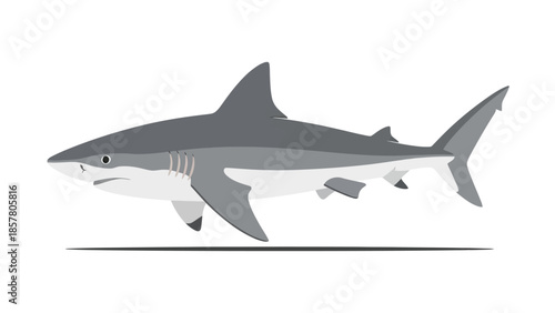Vector illustration of a gray shark on white background