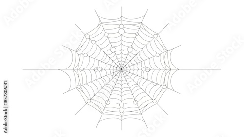 Intricate spider web on white background with radial symmetry