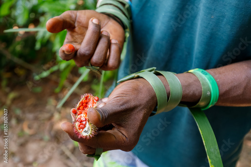 Zanzibar, Tanzania -  A person holds an opened tropical fruit during a harvesting activity, showing seeds and reflecting local agricultural practices and daily life.