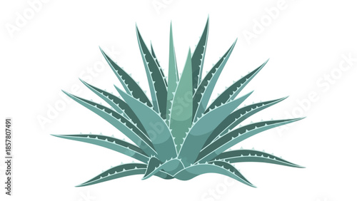 Vector illustration of a green agave plant on white background