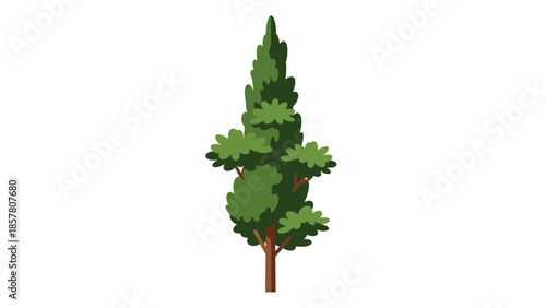Illustration of a Tall Green Coniferous Tree on White Background