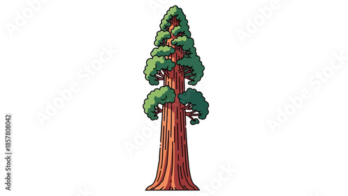 Detailed illustration of a tall sequoia tree on white background