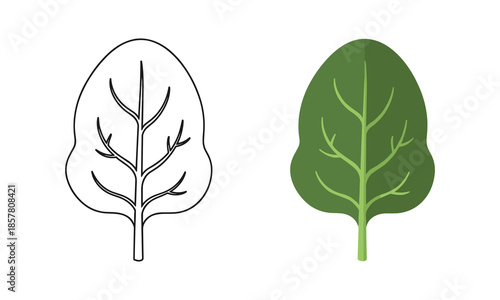 Illustration of two leaves