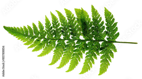 Green fern frond showing detailed natural foliage. Isolated plant on transparent background ready for design