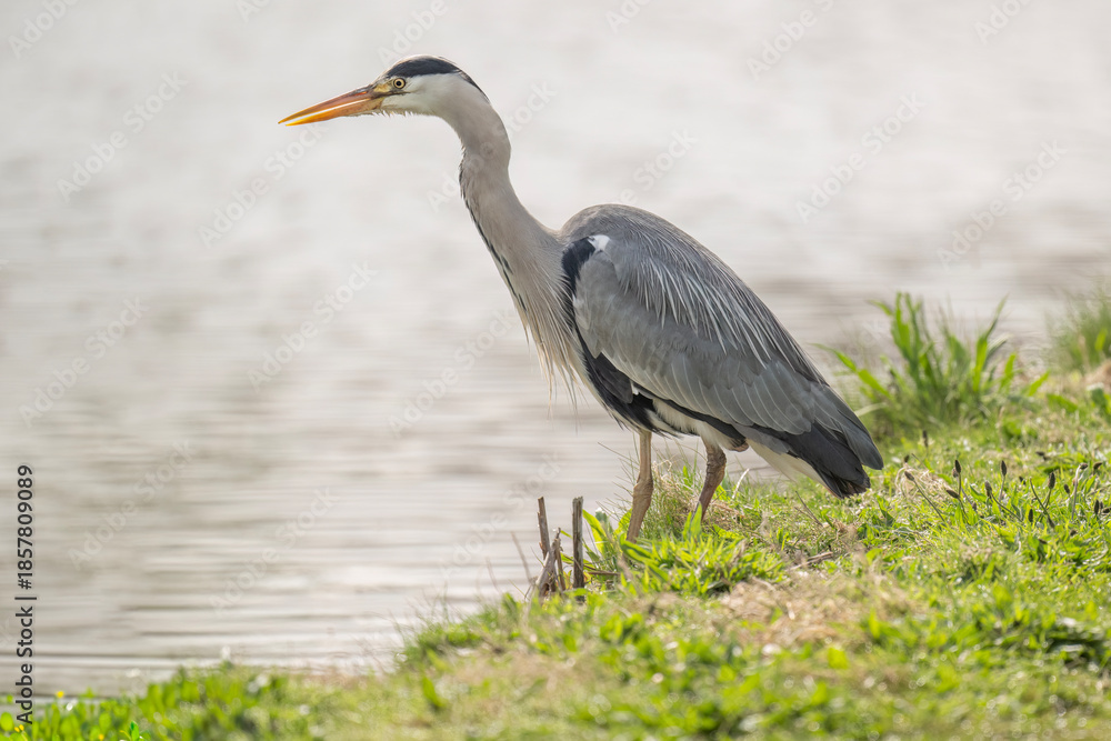 Fototapeta premium grey heron beside water, close up