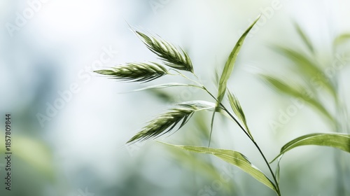 Soft green wild grass with seed heads against blurred natural background