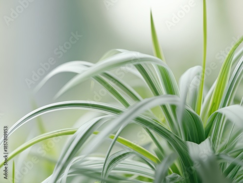 Soft green foliage close-up with white striped leaves, natural botanical background