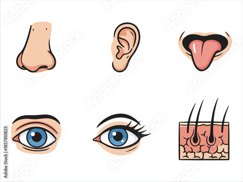 Illustrated Human Anatomy Sensory Organs Eye Nose Ear Mouth Skin
