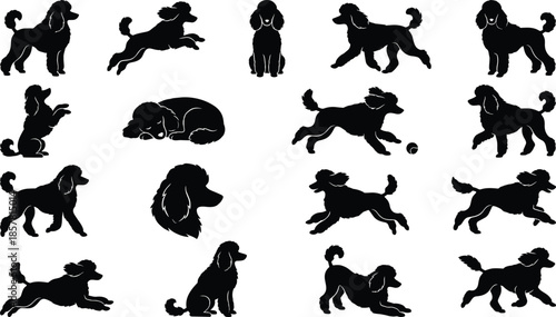 Set of playful poodle dog silhouettes, active puppy vector illustration collection, running and jumping pet animal icons, groomed canine symbols, isolated black designs