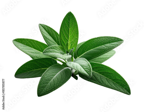 Lush, vibrant green plant with textured leaves against a black background