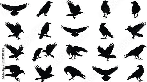 Set of flying raven and crow silhouettes, black bird vector illustration collection, gothic halloween symbols, feather wing animal shapes, isolated nature designs