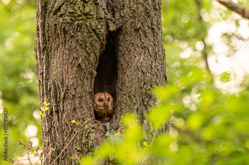 Tawny Owl sitting in its tree hollow