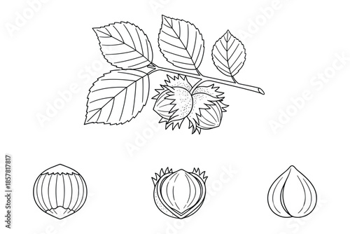 Hazelnut plant with nuts and leaves botanical vector illustration line art drawing isolated