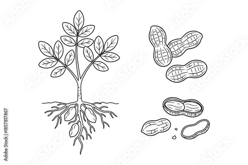 Cashew plant with nuts and leaves botanical vector illustration line art drawing isolated.