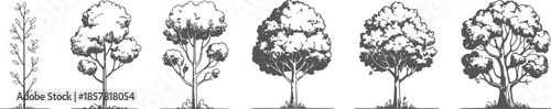 Adobe Illustrator Artwork Illustration of trees showing stages of growth from seedling to mature form

