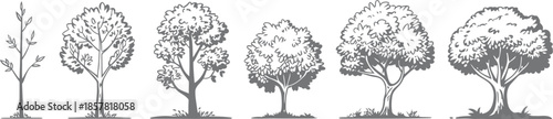 Illustration of trees showing stages of growth from seedling to mature form

