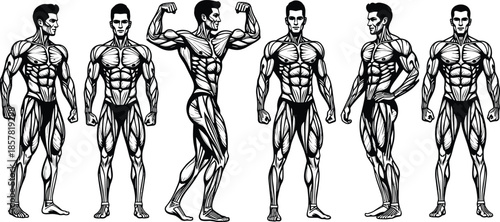 Vector Illustration of Muscular Bodybuilders in Posing Positions Showing Detailed Muscle Anatomy and Fitness Strength Isolated on a White Background