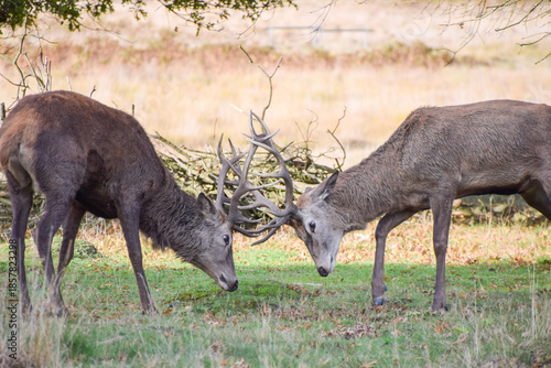 Two male red deer stags lock horns during the rutting season in a park in UK.