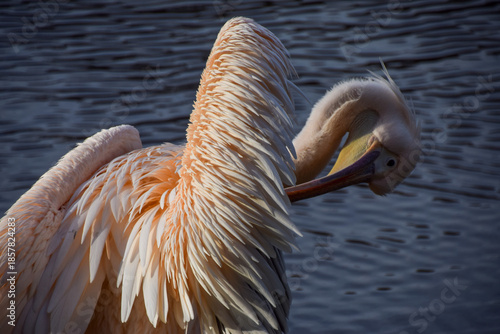 A great white pelican preens next to a lake