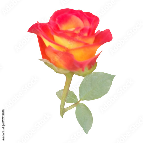 Wallpaper Mural yellow rose flower isolated on white background Torontodigital.ca