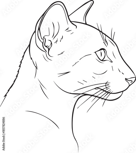 Profile portrait of a cat