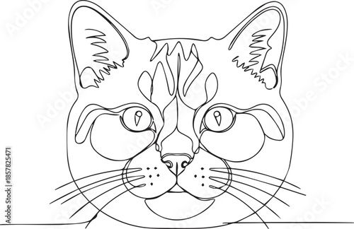 Curious cat peeking over edge