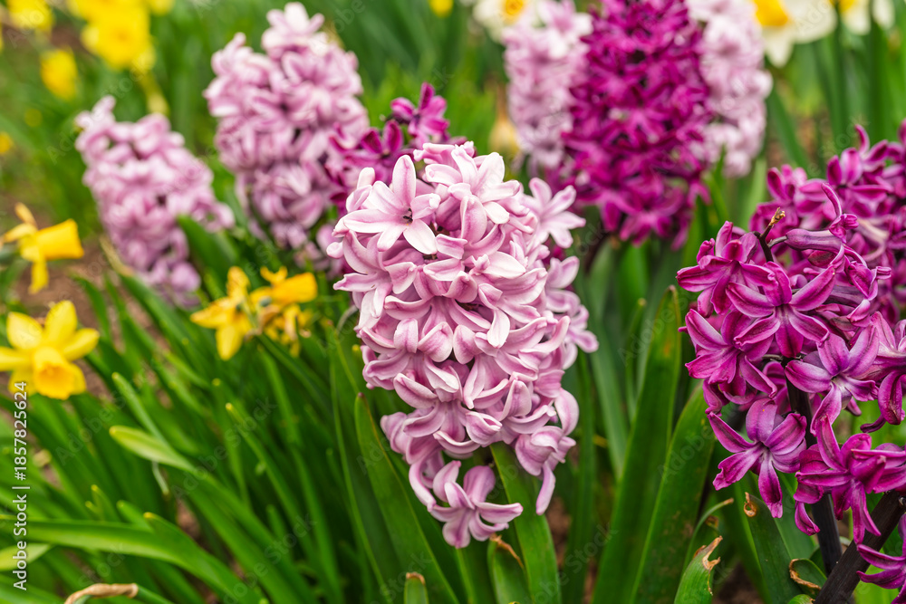 Fototapeta premium Hyacinth in the springtime garden.